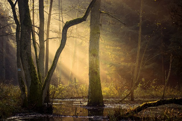 W świetle poranka Krzysztof Tollas #324089