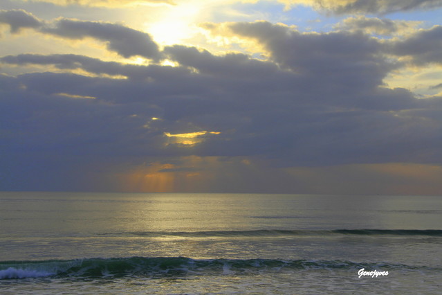 Picasa #211368