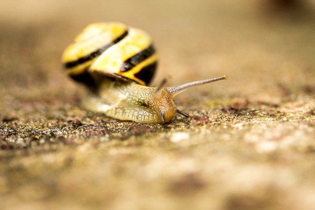 Pastelowo: Marcin STIEBAL #293668