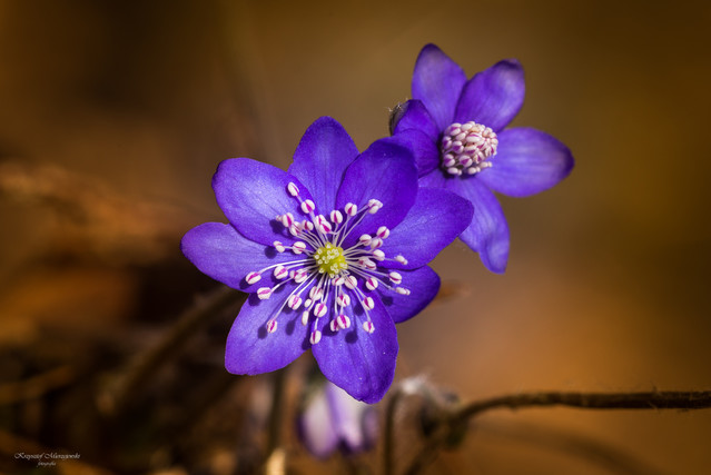 Suwalszczyzna K.Mierzejewski #323796