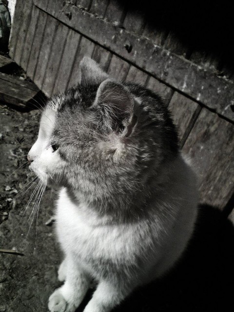 MALENKA #173831