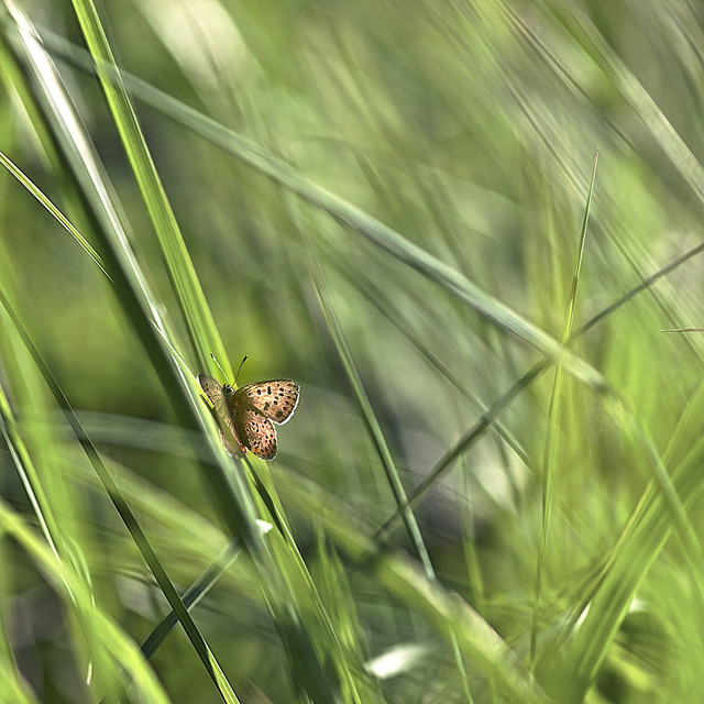 macrofun Zagubiony w trawach..