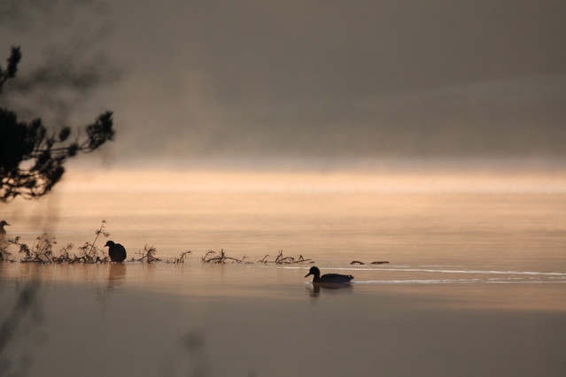 Tomasz Pisulla #293344