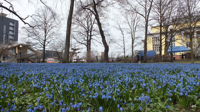 Łódż park Klepacza zakwitły cebulice Picasa #207423