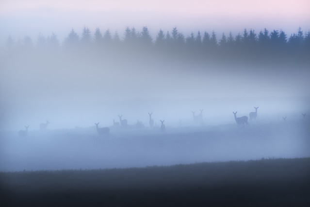 MikolajAniol #328221