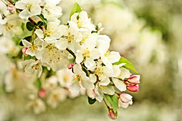 Katarzyna Ziemianska Piszko #294880