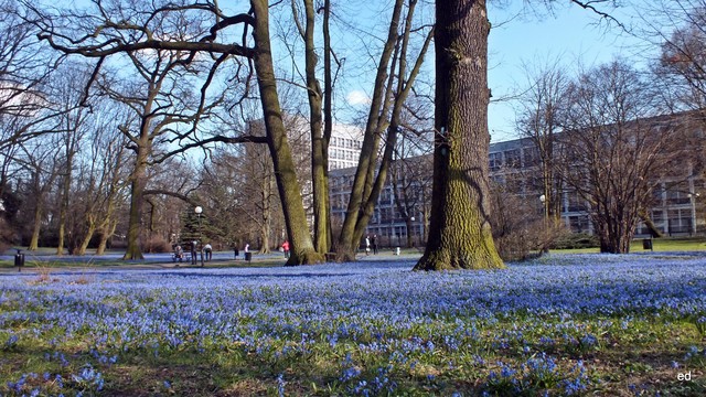 Łódź w parku Klepacza -cebulice- Picasa #292311