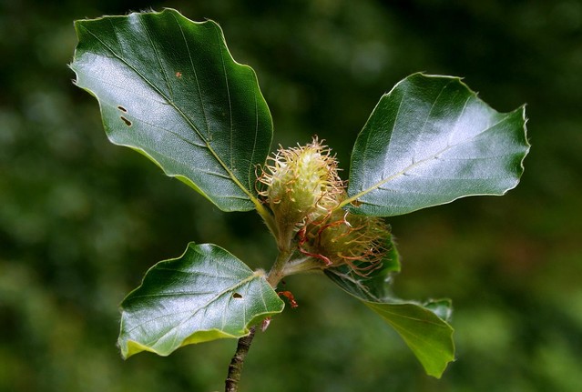 PĄKI Picasa #165182