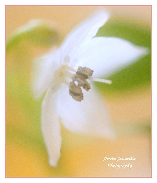 Dorota Jaworska #139170