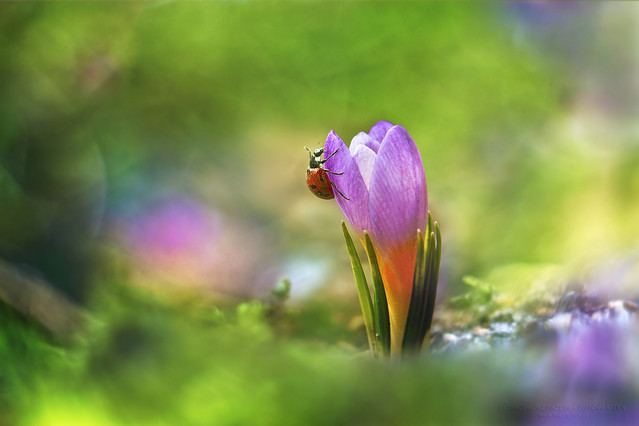 macrofun Spacerek po krokusie