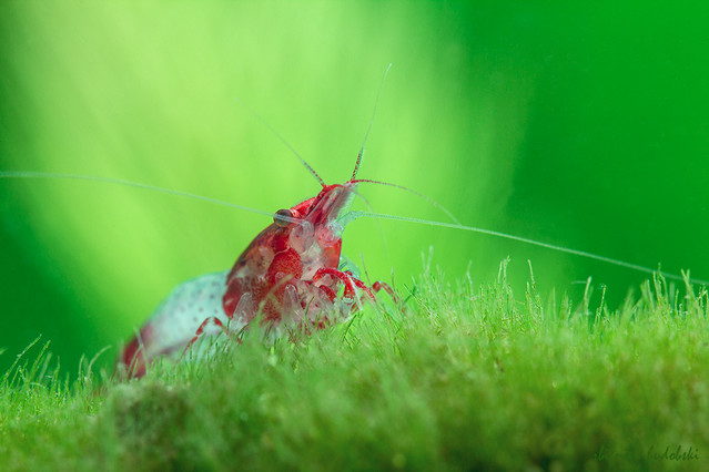 hudobskifotografia #202115