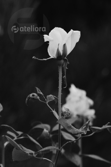 Dobroc #298073