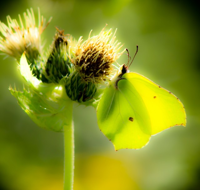 Cytrynek Marcin STIEBAL #164764
