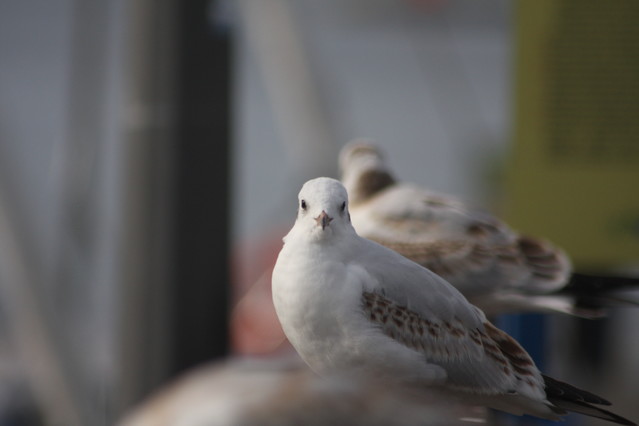 Tomasz Pisulla #281255