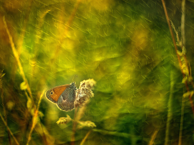 macrofun Deszczowy ruczajnik