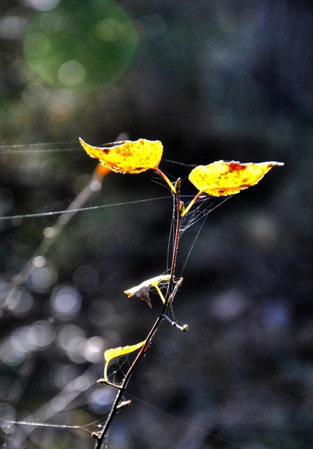 Picasa #328328