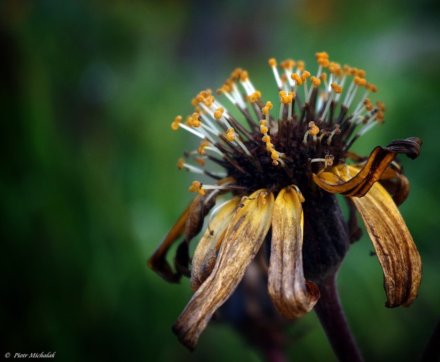 Piotr Michalak #266672