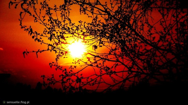 Ania Szostek #202920