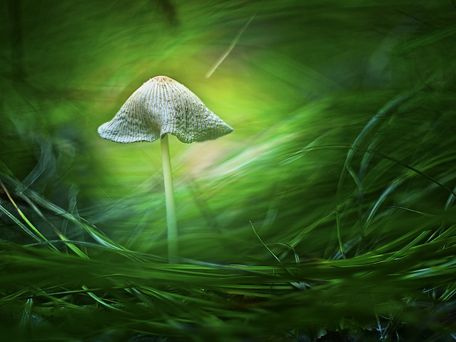 macrofun Leśne pejzaże 