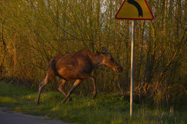 Dariusz Wojtala #306107