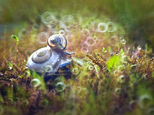 macrofun W świecie ślimaka 