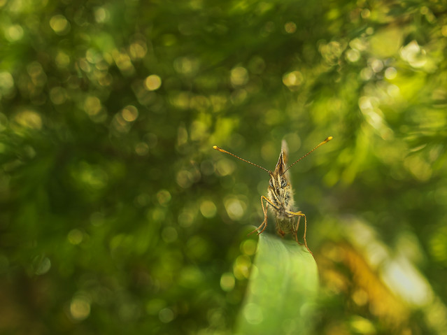macrofun Boloria selene