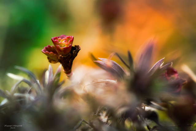 Wiosenna impresja Krzysztof Mierzejewski #323906