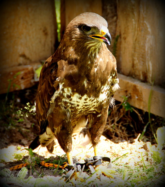 Sokoły Picasa #161912