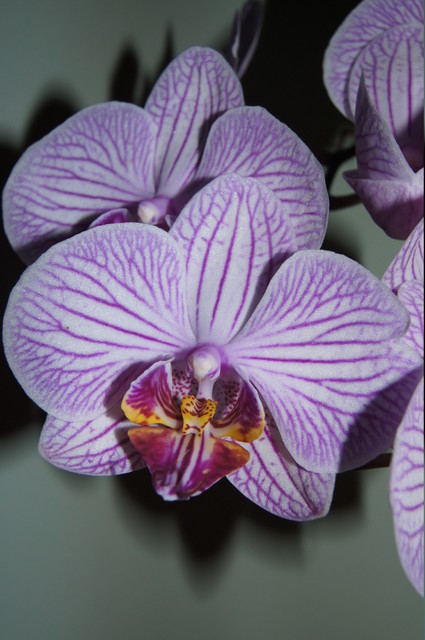 SONY DSC Magda Ku #145005