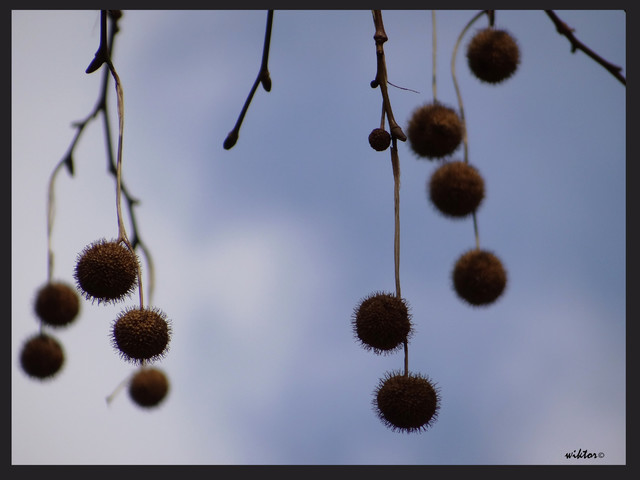 Picasa #207836