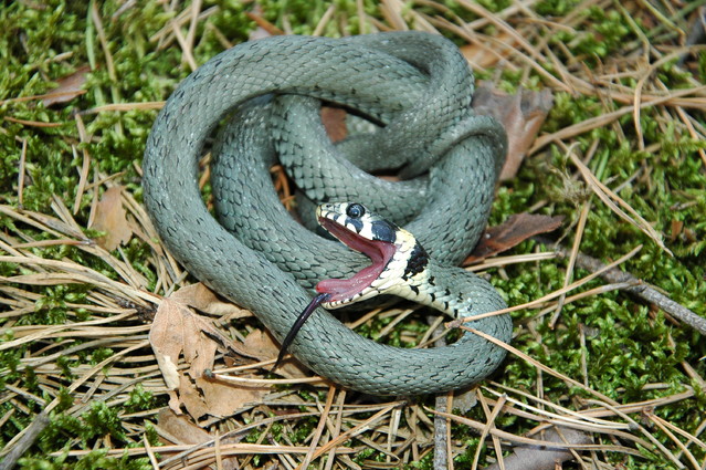 qcyber Zaskroniec zwyczajny (Natrix natrix)