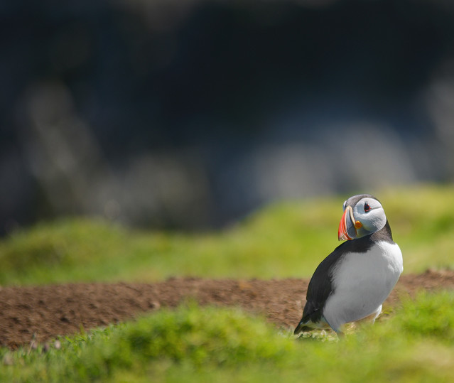 Pafcio Puffin