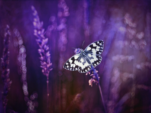 macrofun Polowiec szachownica (Melanargia galathea)