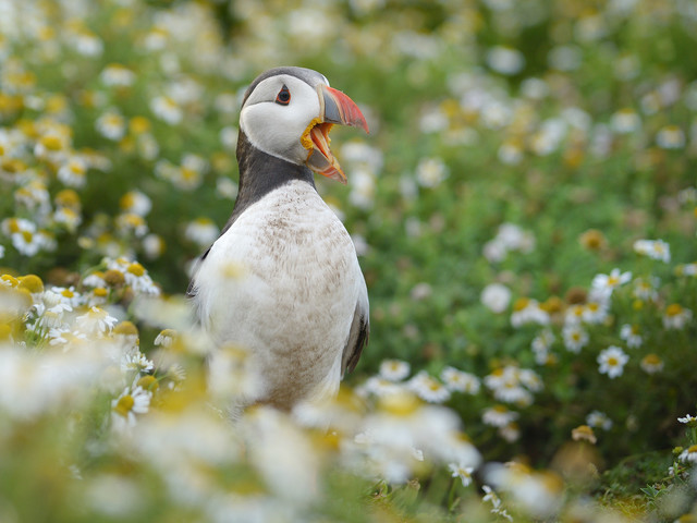 Pawel Prus Puffin