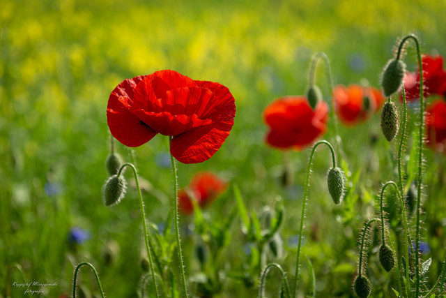 Suwalszczyzna K.Mierzejewski #331690