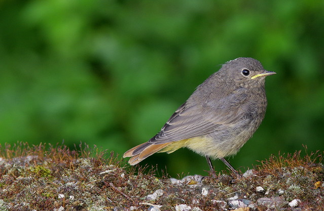 Ptaszek KOSTRZEWA_GRZEGORZ #295656