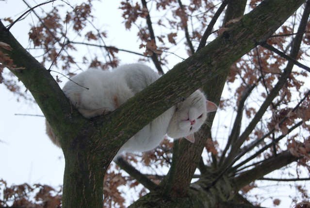 SONY DSC Misiekmaestro #173689