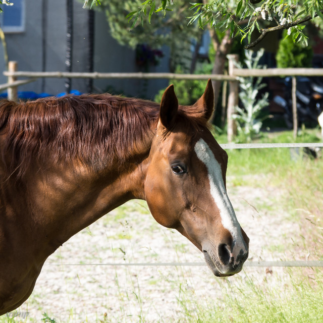 OLYMPUS DIGITAL CAMERA OLYMPUS DIGITAL CAMERA tramp #308071
