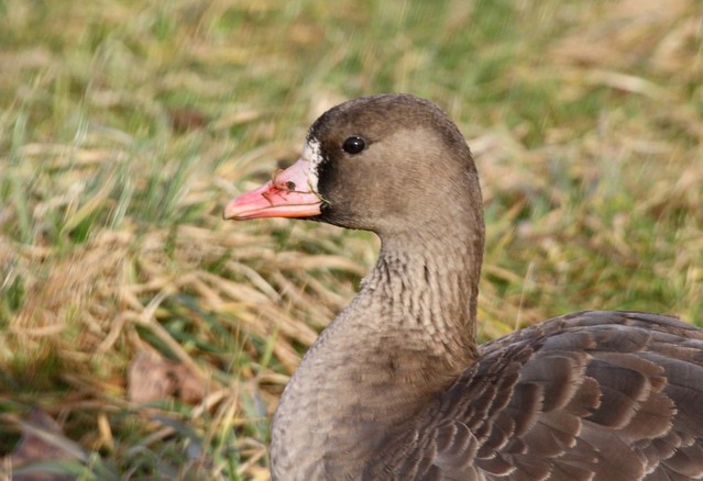 Photographer: Wojciech Senkow #128223