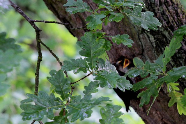 piskle kukułki i kos Picasa #178391