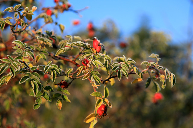 Zmrożone, polne rośliny Jesienny Otwarty Plener Fotograficzny