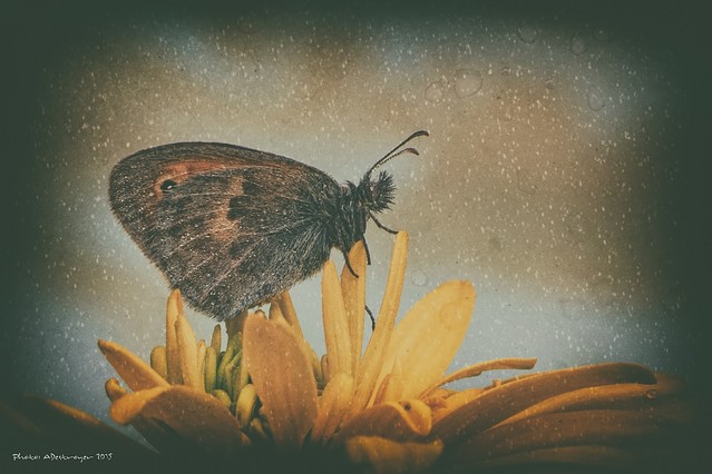 Ugly, Dirty, Old VIII ADESTROYER #329197