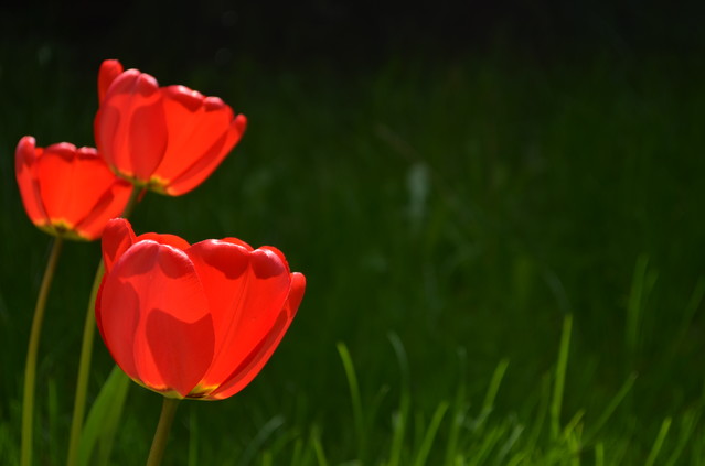 Krzysiek Cegiełka #294460