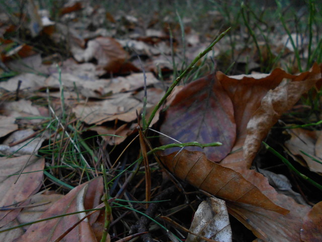 Artur Oziewicz #188238