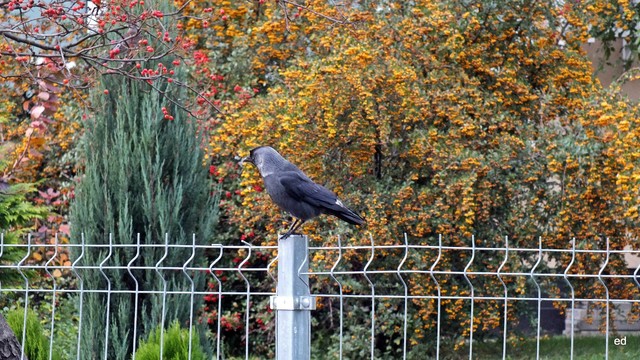 Z dzisiejszego spaceru Picasa #311093