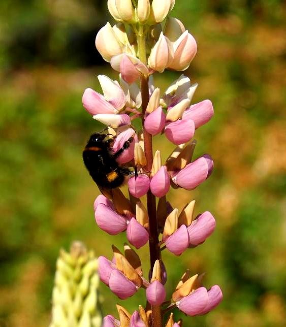 OWADY Picasa #165067