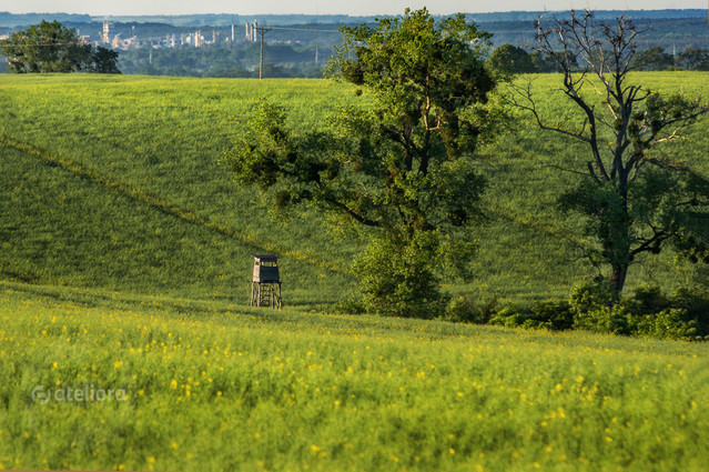 PRASNOWSKA BARBARA #306883