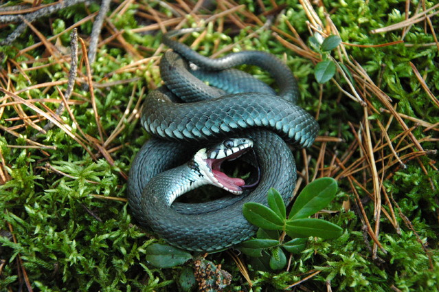 qcyber Zaskroniec zwyczajny (Natrix natrix)