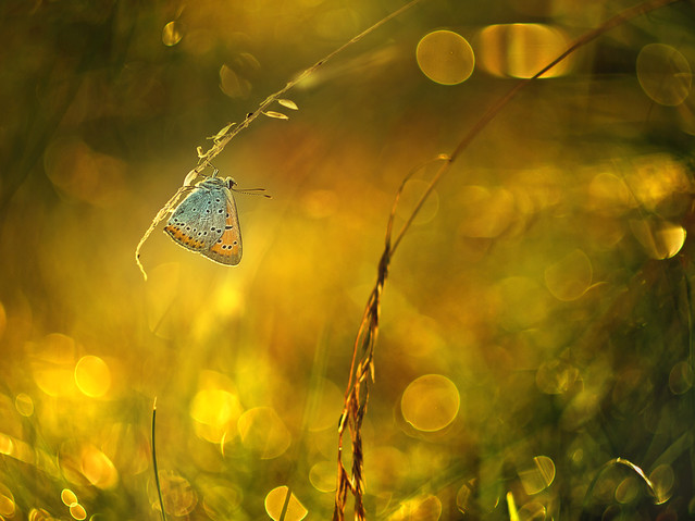 macrofun Zakręcony czerwończyk ;)