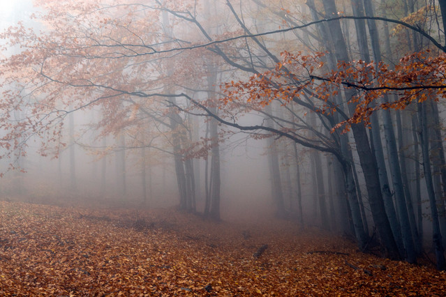 Katarzyna Świerczek-Markowska 